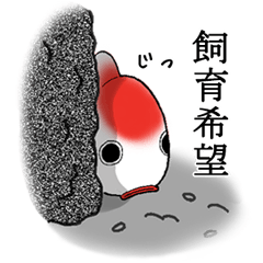 [LINEスタンプ] 食べ盛りの金魚たちへの画像（メイン）