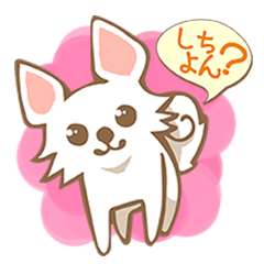 [LINEスタンプ] 大分弁を話すチワワの画像（メイン）