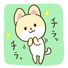 [LINEスタンプ] 柴犬カットのポメラニアン 2の画像（メイン）