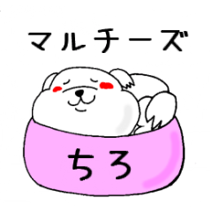 [LINEスタンプ] マルチーズ「ちろ」の日常の画像（メイン）