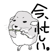 [LINEスタンプ] チンチラさん