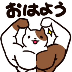 猫マッスルさん