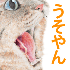 [LINEスタンプ] 関西弁リアル猫の画像（メイン）