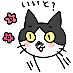[LINEスタンプ] 博多弁の白黒猫チョビの画像（メイン）