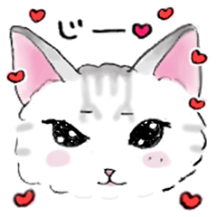 [LINEスタンプ] アメショのこねこの画像（メイン）