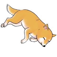 [LINEスタンプ] 柴犬ちゅばるんの画像（メイン）