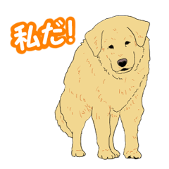 [LINEスタンプ] ティーちゃんTHEリアル