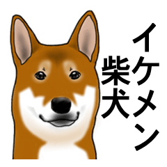 [LINEスタンプ] イケメン柴犬モモと愉快な仲間達